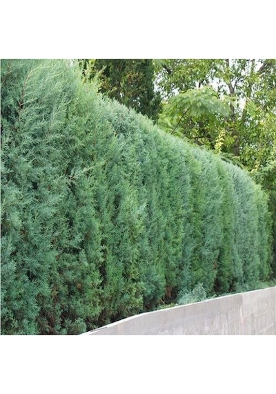 Tüplü Mavi Servi Fidanı Cupressus Arizonica - Herdem Yeşil Canlı Çam Ağacı Fidanı 80-100 Cm
