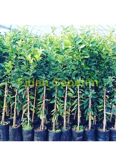 3 Yaş Bergamot Fidanı