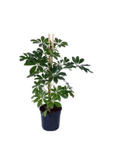 Bitkidunyam Şeflera Schefflera Arboricola Nora Yeşil İç Mekan 60-80 Cm Çok Renkli