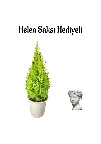 Limon Kokulu Limon Çamı Sevgililer Gününe Özel Helen Saksı Hediyeli