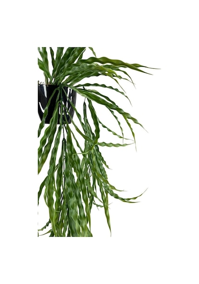 Yapay Çiçek Saksıda Sarkan Yeşil Kıvrımlı Saz 70Cm