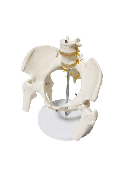 Omurga Pelvis Maketi