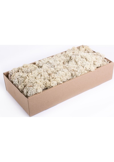 BEYAZ Şoklanmış  Reindermoss Teraryum Yosunu 50 Gr