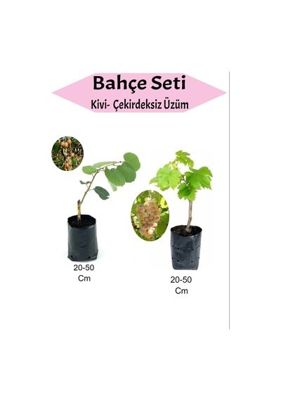 2'li Set Kivi+ Çekirdeksiz Sarı Üzüm Fidanı
