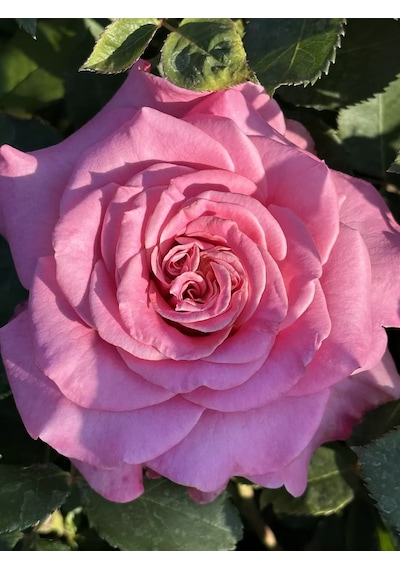 Dream Roses Ashley Gülü Fidanı 146361428
