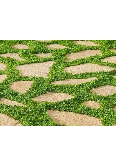 Fare Kulağı Tohumu 500 GR Dichondra Repens Fare Kulağı Çim Tohumu