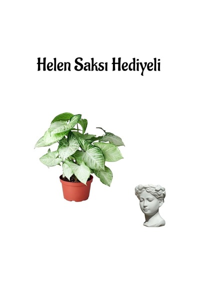 Hediyelik Zarif Yapraklı Melek Kanadı Bitkisi Sevgililer Gününe Özel Helen Saksı Hediyeli