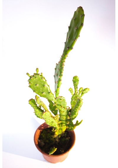 Opuntia Monacantha İnciri Kaktüsü Tekli 8,0 Cm Saksıda