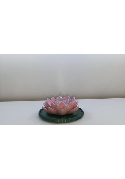 Lotus Pembe Mumuluk Pembe-yeşil