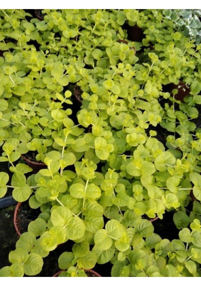 Çiçek Açan Sarı Kız Altın Kolye Çiçeği 1 Adet 20-40cm Lysimachia Nummularia