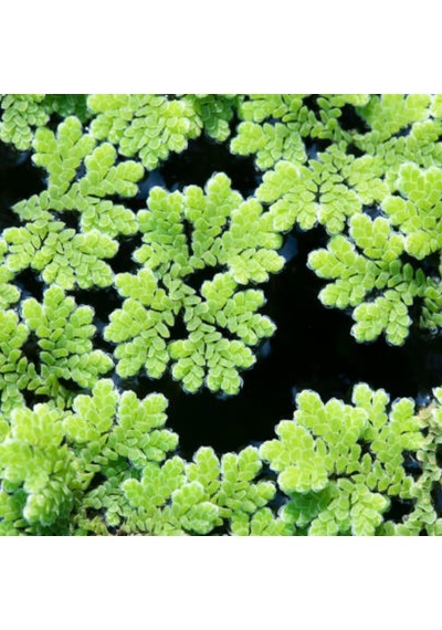 Ayrex Azolla Caroliniana 30 Cc Kapta Su Üstü Bitkisi Yavru Saklanması İçin Akvaryum, Havuz Bitkisi
