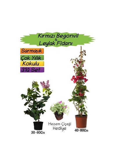 Kırmızı Renk Begonvil+kokulu Mor Leylak Fidanı+mezem Çiçeği Hediyeli 3'lü Peyzaj Seti
