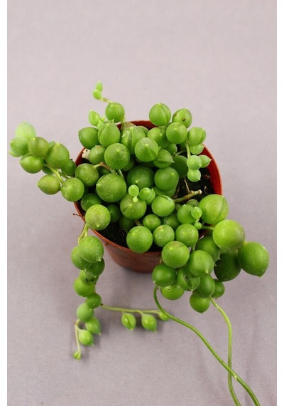 Senecio Rowleyanus - Tesbih Çiçeği