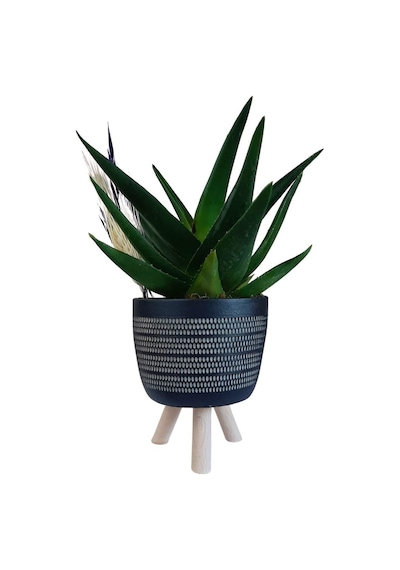 Sukulent Aloe Brevifolia Ayaklı Saksıda Siyah