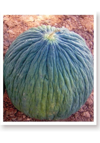 AGRodal Tarım Ata Tohumu Yerli Doğal Ankara Kavunu Hasanbey 100 Ad