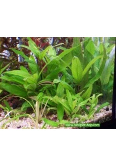 Hygrophila Corymbosa -Limon 10 Kök