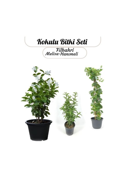 Çok Avantajlı Kokulu Çiçek Seti Melisa+ Kokulu Hanımeli Sarmaşık+ Filbahri Philadelphus