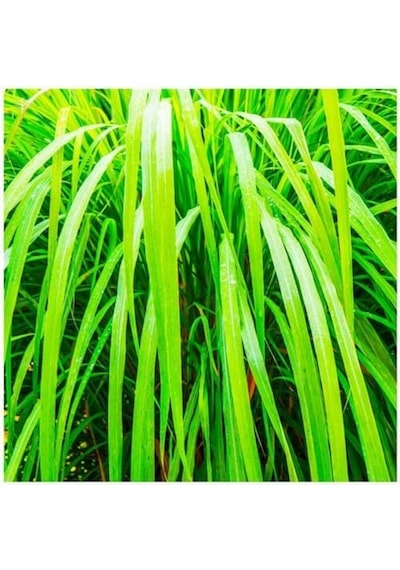 Saponificio Artigianale Fiorentino Sabun 200 Gr 1 - Vetiver