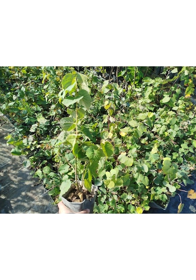 Ihlamur Ağacı Fidanı 5 Adet 50-100 Cm Tilia Tomentosa 2-3 Yaş