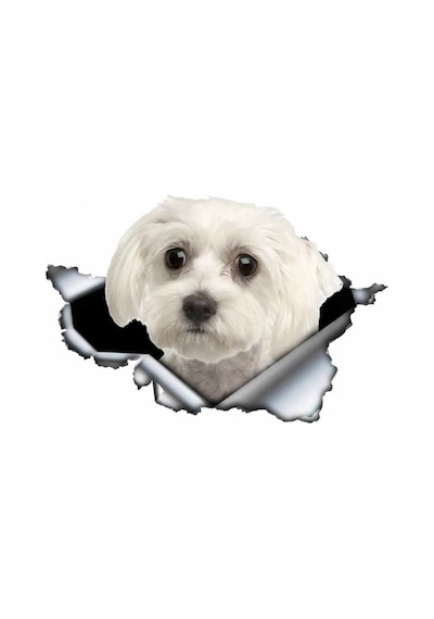 Sevimli Maltese Cinsi Köpek Araba Sticker Yapıştırması Model3