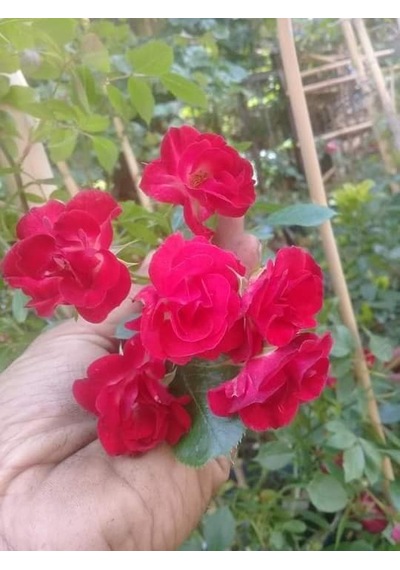 Aşılı Gül Fidanı Kokulu 10-20 Cm