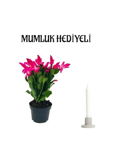 Hediyelik Pembe Yılbaşı Çiçeği Sevgililer Gününe Özel Helen Saksı Hediyeli