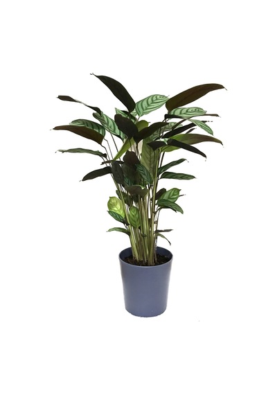 Calathea Majestica 'Exotica' (Dua Çiçeği) Ø17 CM Y70-80 CM