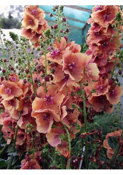 20 Adet Mıxed Colors Verbascum Tohumu