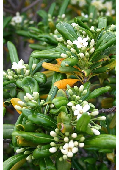 Yıldız Çalısı - Pittosporum Tobira