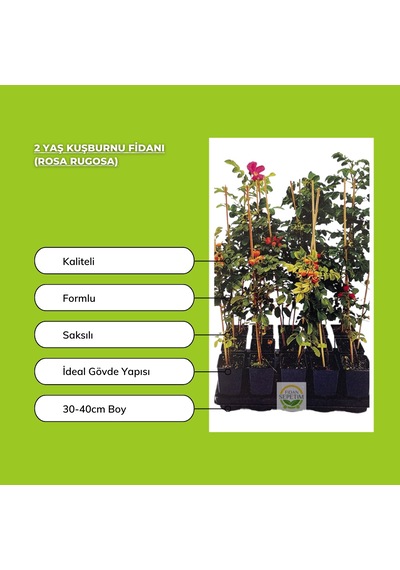 2 Yaş Kuşburnu Fidanı Rosa Rugosa