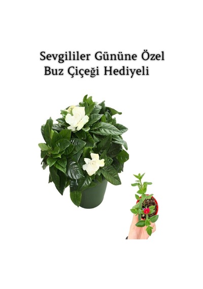 Yoğun Mis Kokulu Gardenya Çiçeği Sevgililer Gününe Özel Buz Çiçeği Hediyeli