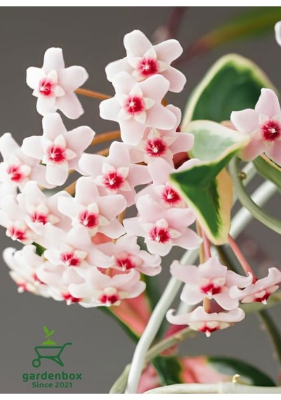 Hoya Carnosa Beyaz Mum Çiçeği 10-20cm Sarmaşık Sarlıcı Bitk