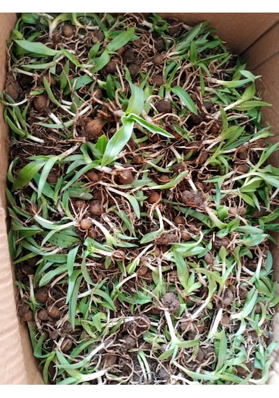 Dogal Salep Fidanı 5 Kg