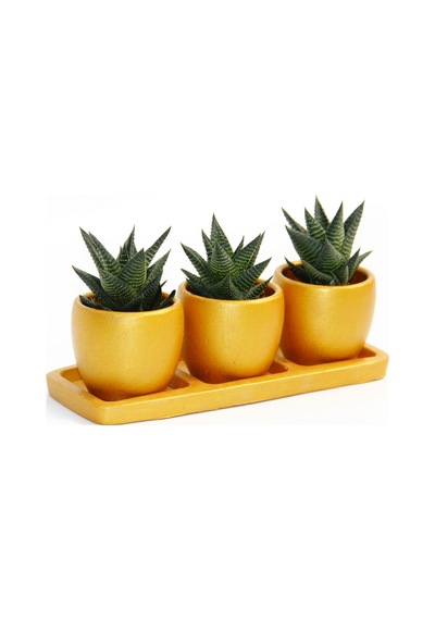 Trio Orange Sukulent Seti - Haworthia Limifolia