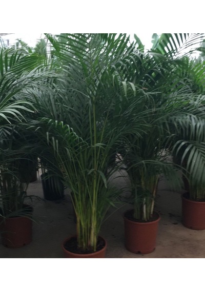 6 Yaş Areca Palmiyesi-dypsis Lutescens 180-200 Cm