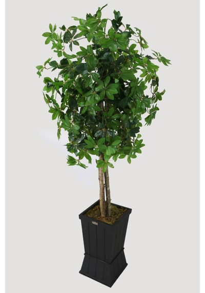 Yapay Çiçek Deposu Ahşap Saksıda Yapay Schefflera Şeflera Ağacı 180 Cm