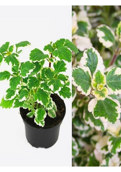 Mis Kokulu Formlu Benjamin Çiçeği Saksılı Sarkıcı Bitki 10-20cm