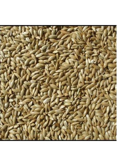 Kanarya Yemi Sade 10 KG
