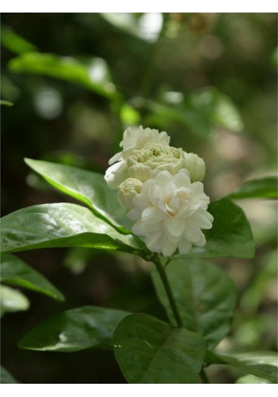 Katmerli Ful Yasemin Çiçeği 70 90 Cm 1 Adet Saksılı Çiçekli Dış Mekan Bitkisi Jasminum