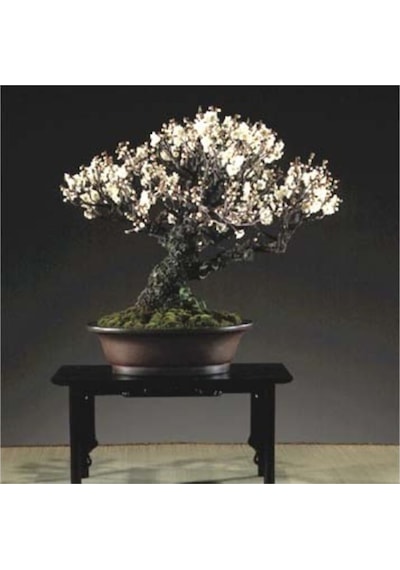 Kiraz Bonzai Ağacı Tohumu 5 Adet Bonsai Ağacı Tohumu