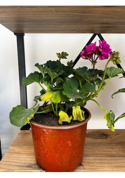 Sardunya - Pelargonium Morsardunya