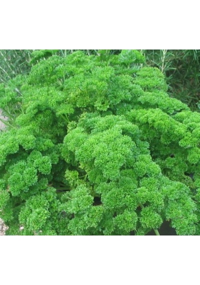250+ Katmerli Kıvırcık Maydanoz Tohumu N113513