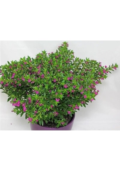 Kufeya Cennet Çiçeği Pembe Fidanı 10-20 Cm