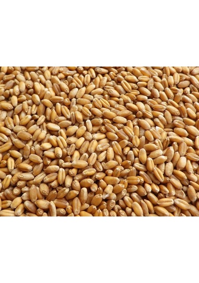 Buğday Yem 25 Kg Doğal Buğday Yemi Tavuk Yemi Kuş Yemi