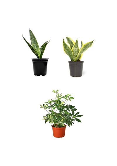 Videolu 3'lü Set Paşa Kılıcı/sarılı Paşa Kılıcı/alacalı Şeflera 30-60cm Saksılı Iç Mekan Bitkileri