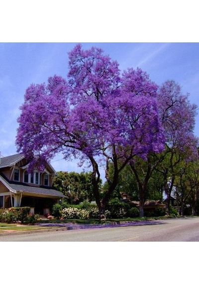 Çin Kavağı Paulownia Pavlonya Fidanı 15-25 Cm Saksılı