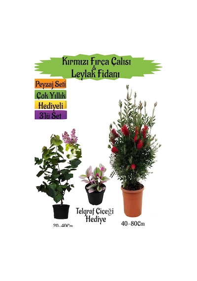 Kırmızı Fırça Çalısı+kokulu Mor Leylak Fidanı+telgraf Hediyeli Peyzaj Seti