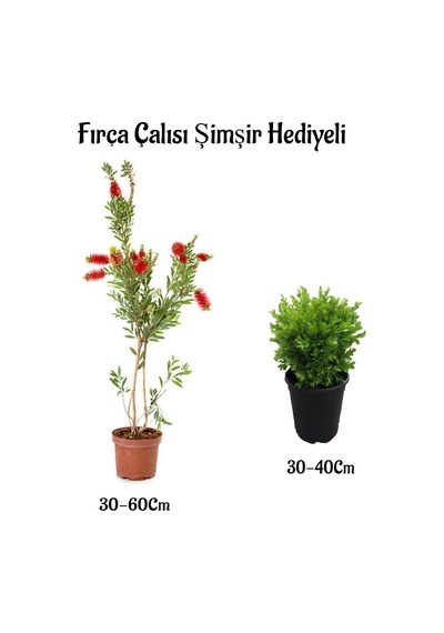 Kırmızı Renk Fırça Çalısı 30-60cm Çalı Şimşiri Hediyeli Dış Mekan Bitkilerli