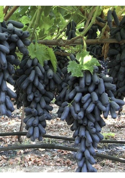 Videolu Parmak Aşılı Üzüm Siyah Renkli 40 60 Cm 1 Adet Dış Mekan Bitkisi Blackcurrant
