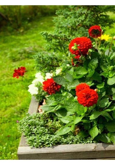 Videolu Kırmızı Dalia Fidanı 20 40 Cm 1 Adet Saksılı Çiçekli Bodur Bitki Dahlia